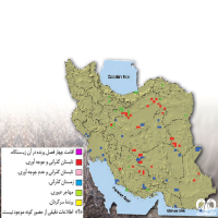 گونه هوبره Macqueenii Bustard